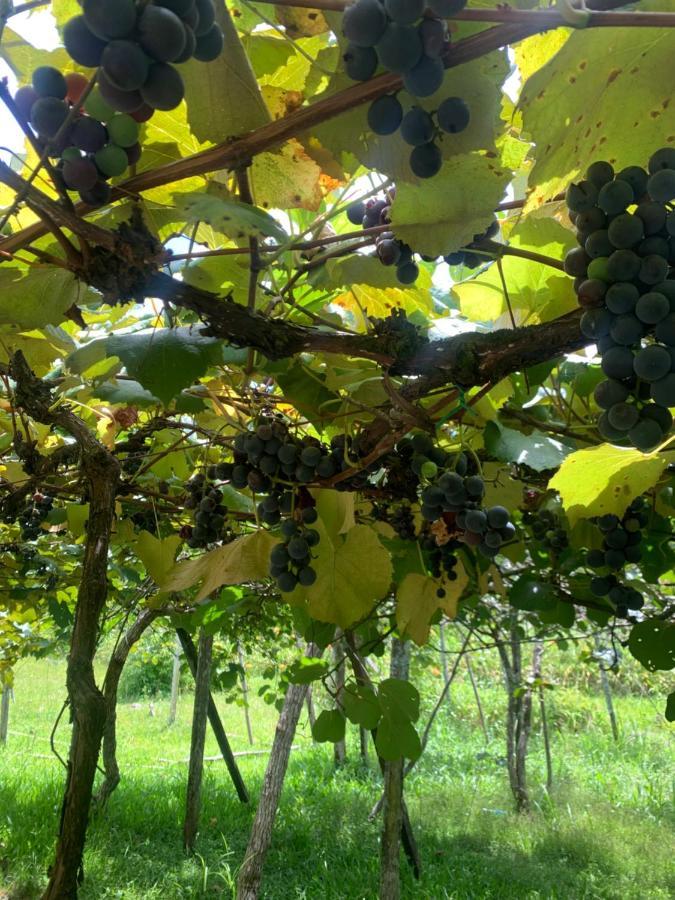 فيلا Sitio Vale Dos Vinhedos Bento Gonçalves المظهر الخارجي الصورة